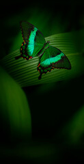 Wall Mural - Butterfly Green swallowtail butterfly, Papilio palinurus in a rainforest