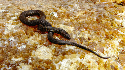 Wall Mural - The dice snake (Natrix tessellata), rare black form - melanistic water snake on the Black Sea coast in Bulgaria