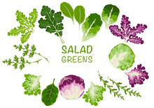 Set Of Vector Vegetable Salad, Leafy Vegetables Organic Vegetarian Food, And Healthy Food. Salad Icon. We Isolated Vector Illustrations On A White Background.