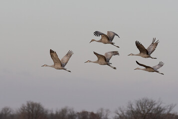 Wall Mural - a small flock of sandhill cranes flying across gray skies during migration while staging in Minnesota