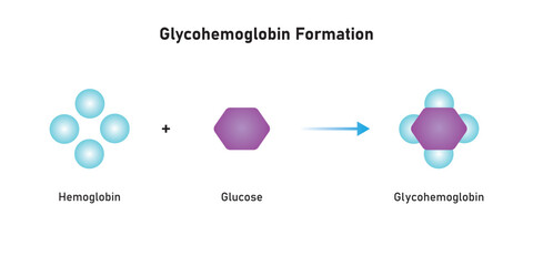 Wall Mural - Glycohemoglobin Formation Scientific Design. Vector Illustration.	