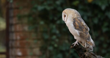 Wall Mural - Barn owl, Tyto alba, perched on rotten branch overgrown by green ivy. Old red brick wall in background. Beautiful owl in colorful autumn. Urban wildlife. Attractive mood scene from old Prague cemetery