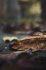 Sticker - autumn leaves on the sidewalk in eastern Hungary and Ukraine 