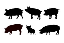 Set Of Pig Silhouette - Vector Illustration