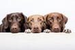 Group portrait photography of a funny labrador retriever digging against a white background. With generative AI technology