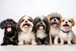 Headshot portrait photography of a smiling shih tzu playing with a group of dogs against a white background. With generative AI technology