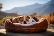 happy bulldog sleeping in a dog bed over mountains and hills background