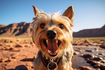 happy yorkshire terrier drinking water over desert landscapes background