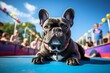 curious french bulldog rolling isolated in festivals and carnivals background