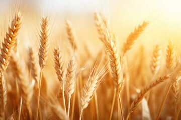 Wall Mural -  a close up of a field of wheat with the sun shining through the ears of the wheat in the background.