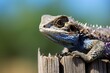 Closeup of Western Fence Lizard with Unique Blue Throat Patch Perched on Fence in Desert Environment, Perfect Nature Wildlife Photography Shot