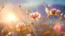 Magical Wild Flower Field Moving In The Wind With Beautiful Sunlight. White Daisy Meadow In Sunset Lights. Field Of White Daisies In The Wind Swaying Close Up. Concept: Nature, Flowers, Spring, Biolog
