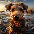 Close-up of airedale terrier. Wildlife scene on nature. Wet dog after swimming. Great image for web icon, game avatar, profile picture, for educational needs of nature theme. Square