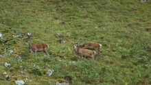 A Pair Of Young Scottish Red Deer (Cervus Elaphus Scoticus) Standing On A Mountainside. North West Sutherland, Scotland