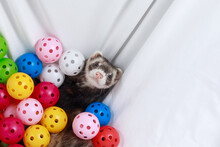 Ferret Playtime With Colorful Balls