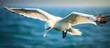 beautiful nature of Scotland, a stunning portrait of a Northern gannet showcases its captivating beak and piercing eye, as it gracefully soars above the vast ocean, embodying the mesmerizing wildlife