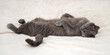 British shorthair gray purebred cat sleeps lying on its back on a white blanket on the bed