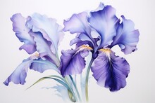  A Painting Of Two Purple Irises In A Vase On A White Background With Water Droplets On The Bottom Of The Petals.