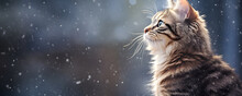 Photo Of A Fluffy Wild Cat Outdoor In Winter Looking Up At The Falling Snow. Cute Cat Under Snowfall In Warm Colors. Banner For Card, Poster, Print With Copy Space For Text.