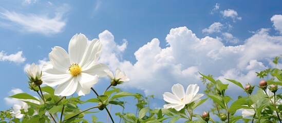 Poster - background of a vibrant summer sky, an isolated white flower emerges, complementing the beauty of nature in spring. As an animal gracefully wanders through the lush green garden, the blue hues of the