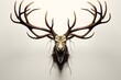 Large deer antlers on white background