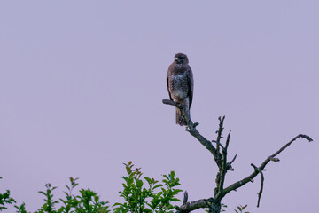 common buzzard (buteo buteo) on a branch in the morning