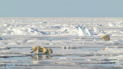 Female Polar bear and cub (Ursus maritimus) on ice, Svalbard, Norway