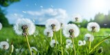 Fototapeta Na sufit - Fluffy Dandelion on a Green Meadow, Soft White Balls