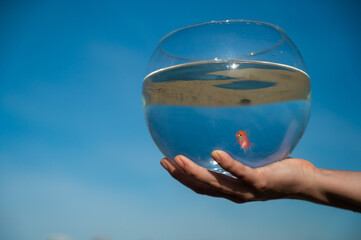 Wall Mural - Woman holding round aquarium with goldfish on blue sky background. 