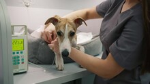 Scared Greyhound Dog Surrounded By Vet Medical Equipments. Vet Female Taking Care Of Pet. Resting Fawn-Colored Whipped Breed Dog During The Vet Exam, Getting The Drugs Through Medical Dropper