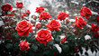 Beautiful blooming rose bushes in the garden are covered with the first snow