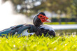 Muscovy duck in grass