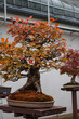 Beautiful miniature tree in pots in autumn time, poland