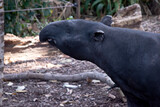 Fototapeta Konie - the front and black or the Malaysian tapir are black and the midsectiion is white.  There nose and lip are extended to form a  short prehensile snout.