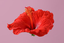 Beautiful Red Hibiscus Flower With Water Drops On Pale Pink Background