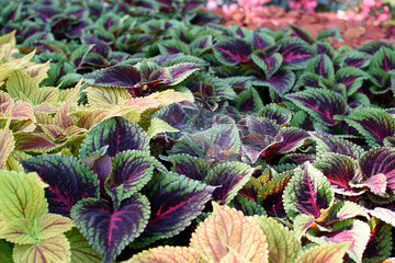 red and green leaves