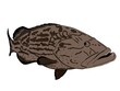 A Black Grouper fish