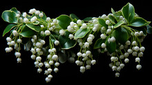 Lily Of The Valley In The Garden, Mistletoe Leaf Sprig With Berries