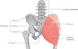 中殿筋、gluteus medius、大殿筋、gluteus maximus、股関節、骨盤、筋肉、イラスト、illustration
