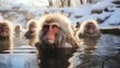 Several snow monkeys laying in hot tub springs near rocks.