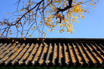 Canvas Print - yellowed ginkgo leaves