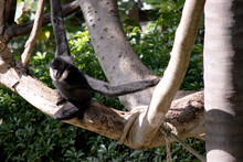The Male White Cheeked Gibbon Has A Black Body And White Around His Cheeks