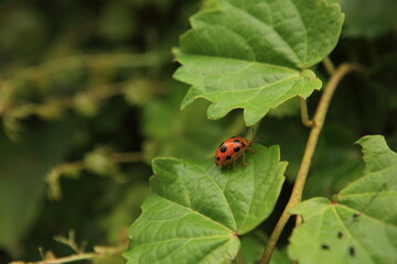 Sticker - ladybug on leaf