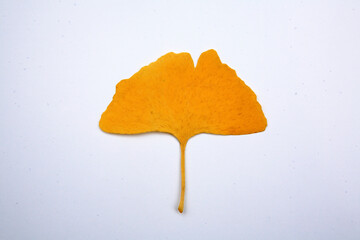 Sticker - autumn foliage