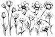 Botanical sketch art. Wildflower abstract flower, flower, rose, tropical, spring bouquet. Vector illustration. Botanical elements