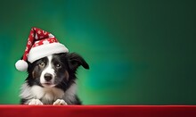 Cute Border Collie Christmas Card
