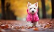 cute westie puppy in a bright pink hoodie walking in outdoors