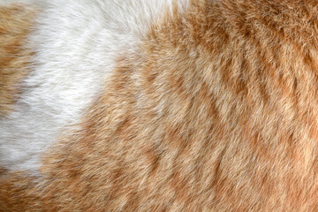 cat fur texture background. ginger and white cat fur texture.