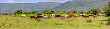 Cows Herd In South Africa, Grazing On A Grassland Between The Hills