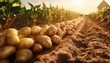 Leinwandbild Motiv Potato Farm, Grows potatoes for consumption and processing